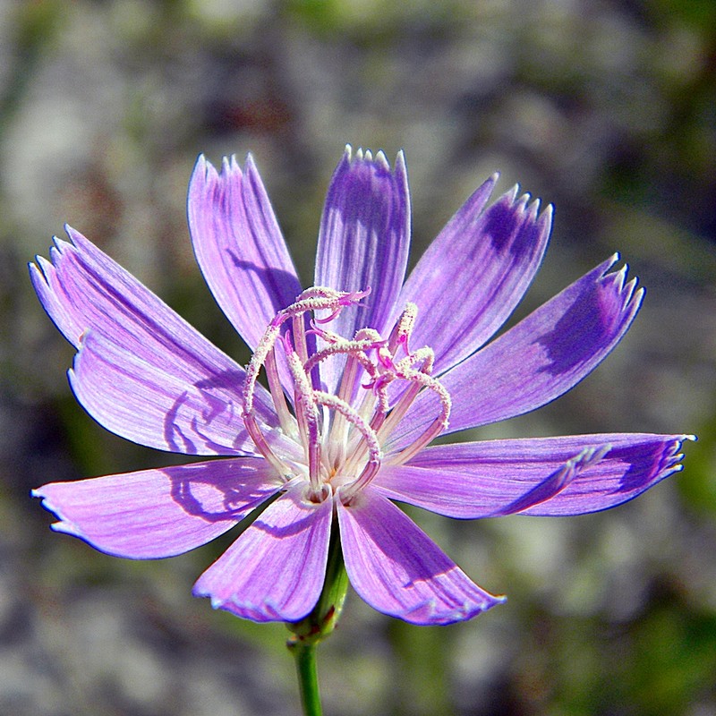 Rose Rush photo 4