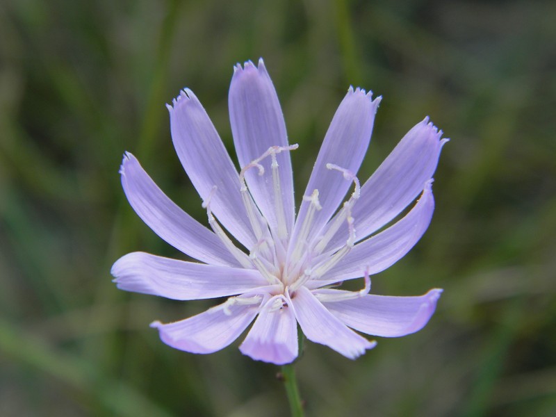 Rose Rush photo 2