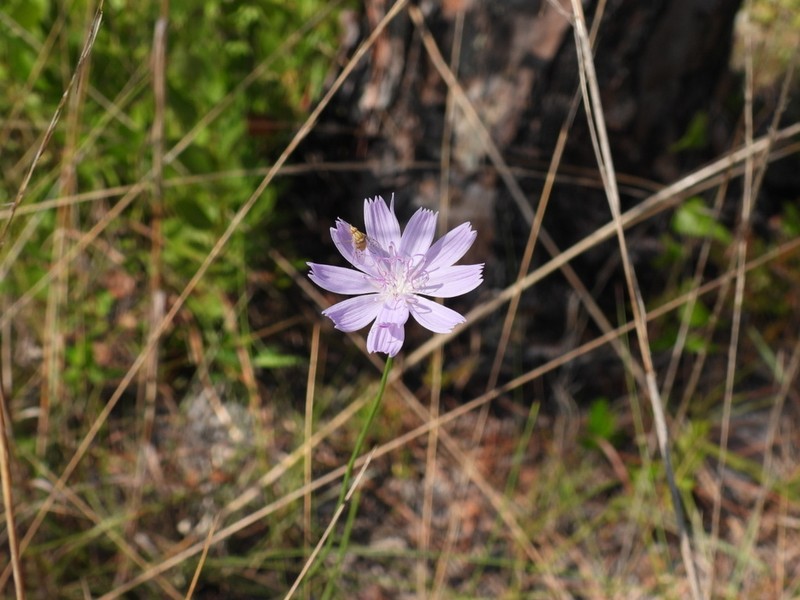 Rose Rush photo 4