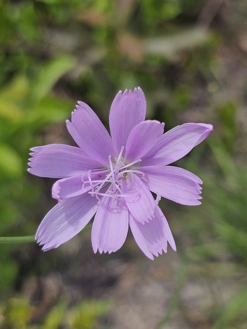Rose Rush photo 5