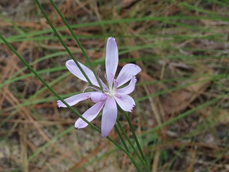 Rose Rush photo 6