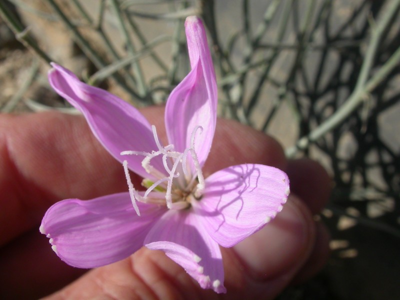 Largeflower Skeletonplant photo 2