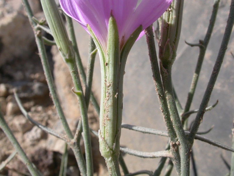 Largeflower Skeletonplant photo 3