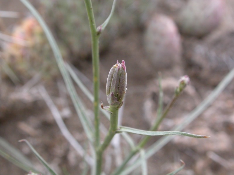 Largeflower Skeletonplant photo 4