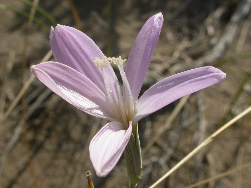 Largeflower Skeletonplant photo 5