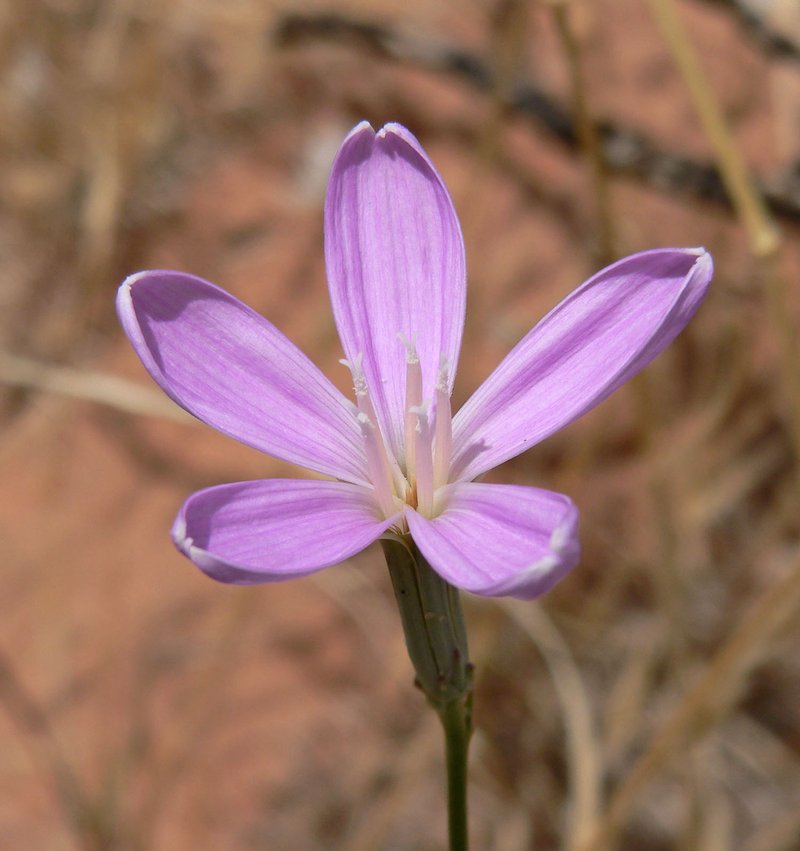 Largeflower Skeletonplant