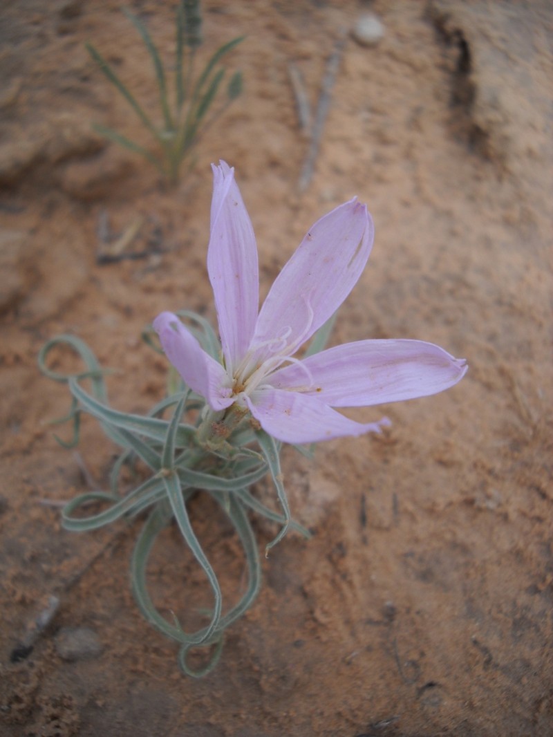 Largeflower Skeletonplant photo 2