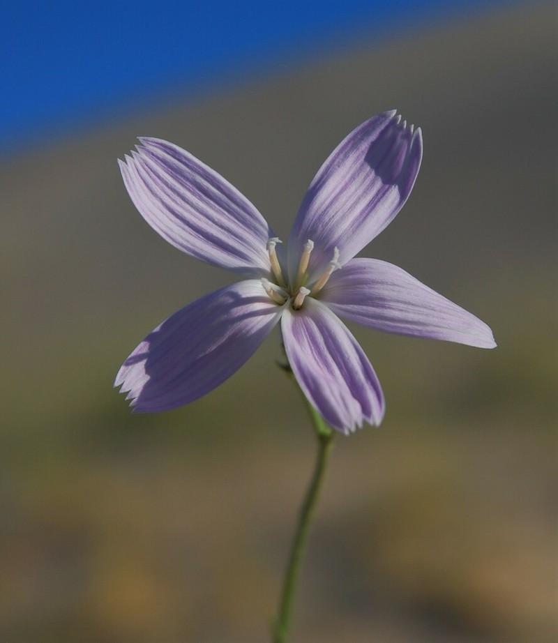 Largeflower Skeletonplant photo 3