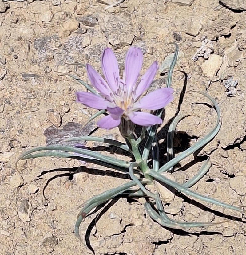 Largeflower Skeletonplant photo 4