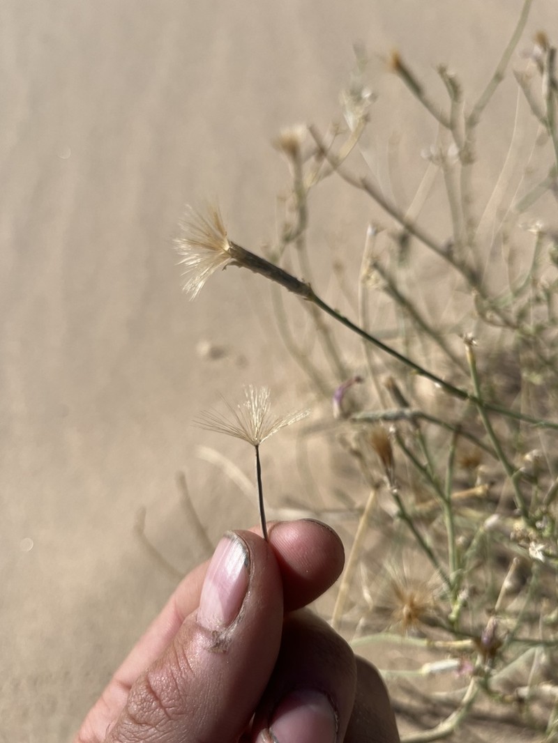 Largeflower Skeletonplant photo 5