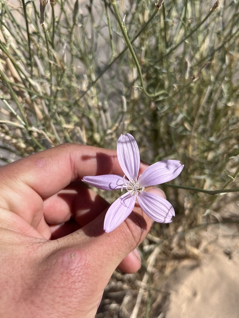 Largeflower Skeletonplant photo 6