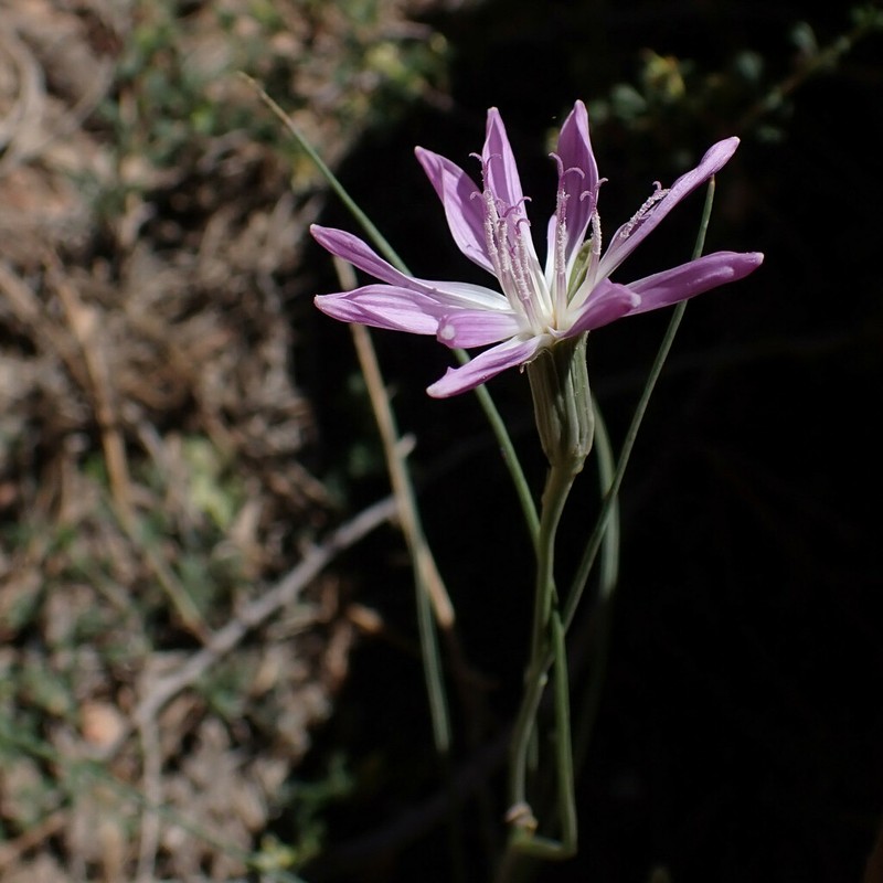 Largeflower Skeletonplant photo 7