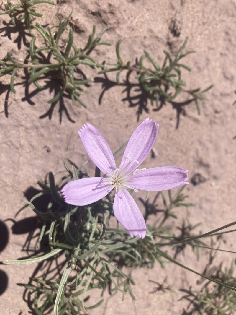 Arizona Skeletonplant