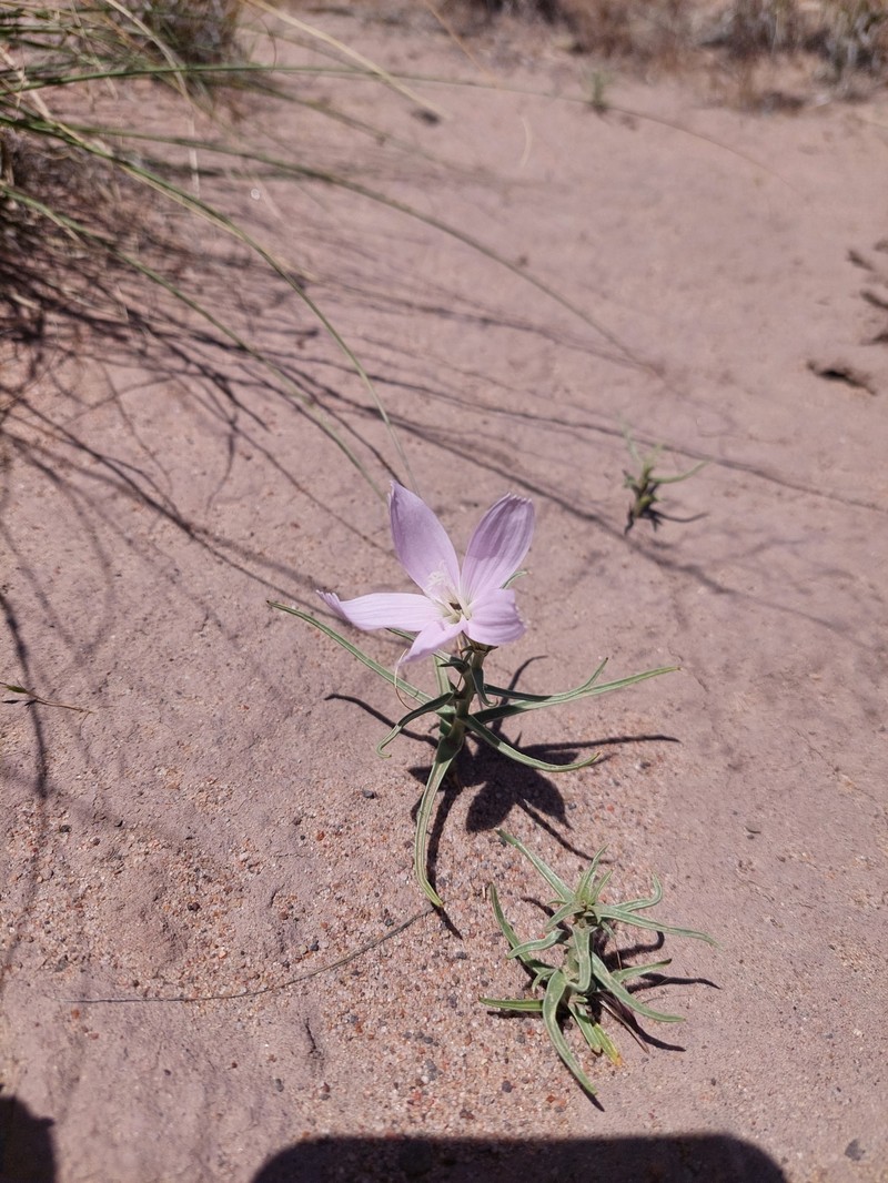 Arizona Skeletonplant photo 2
