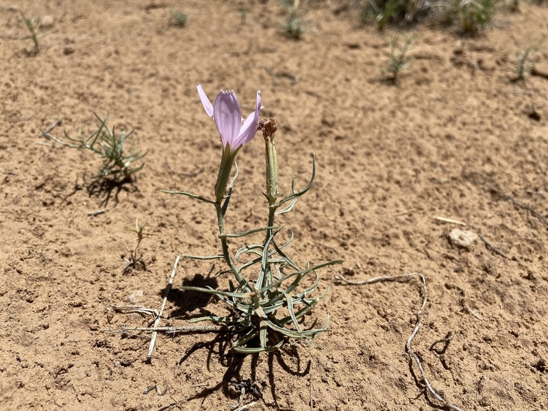Arizona Skeletonplant photo 3
