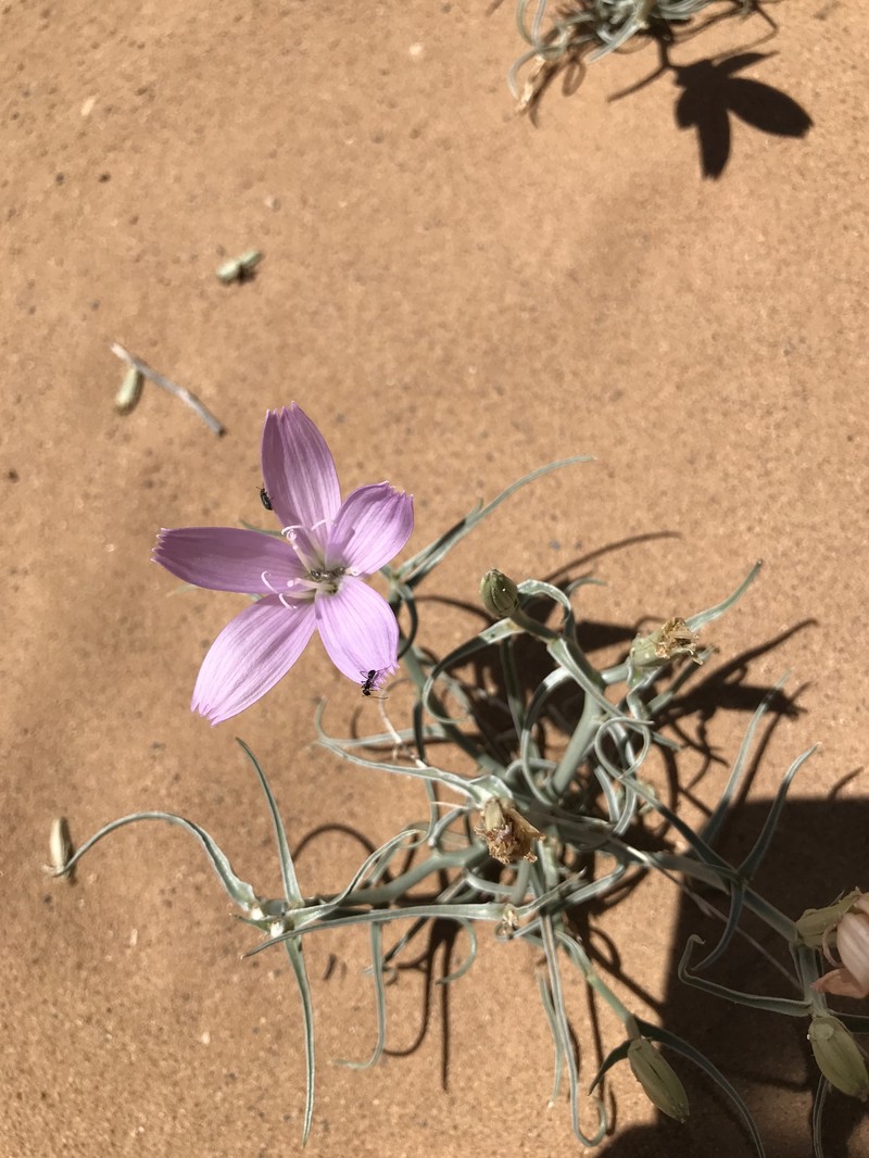 Arizona Skeletonplant photo 4