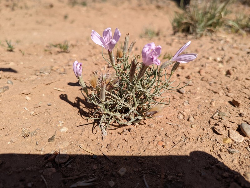 Arizona Skeletonplant photo 5