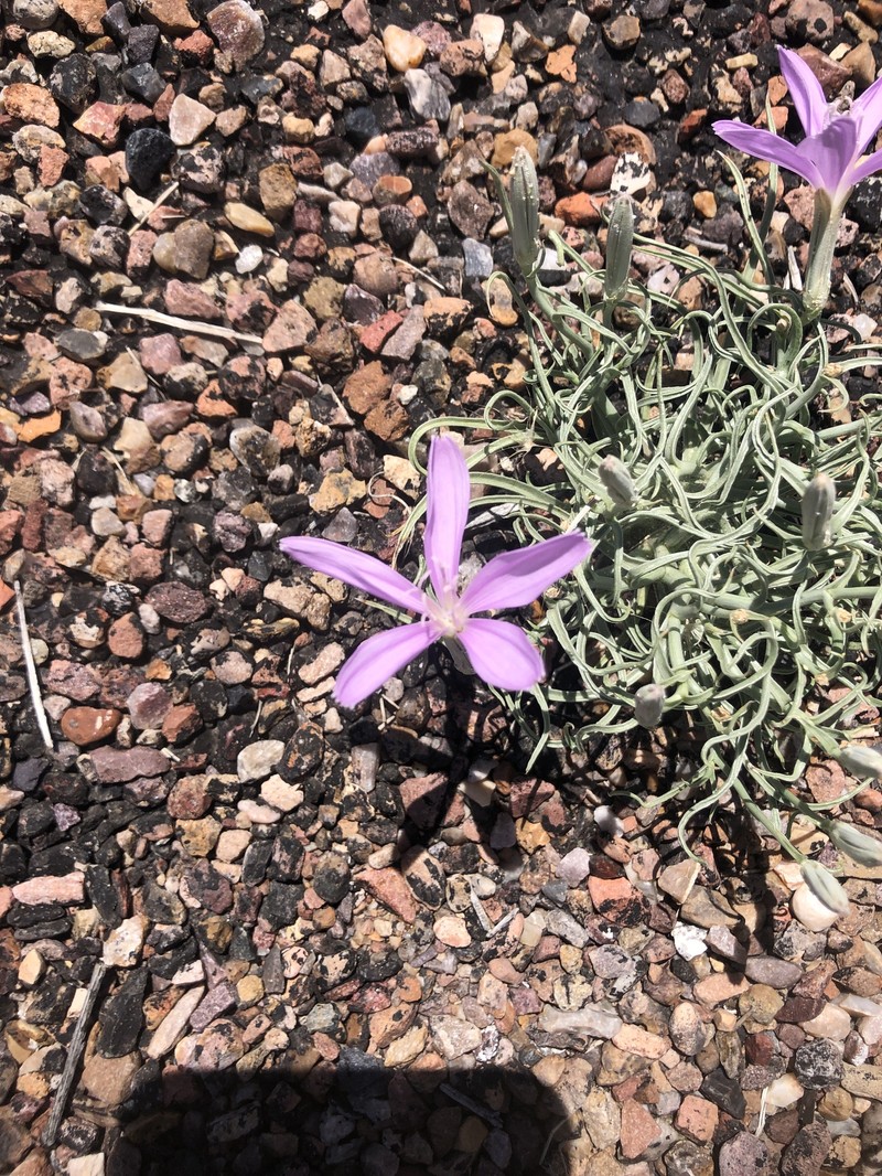 Arizona Skeletonplant photo 6