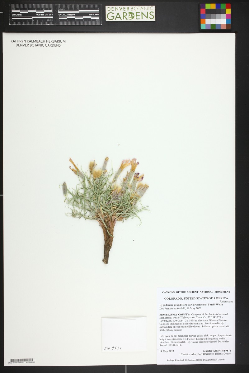 Arizona Skeletonplant photo 7
