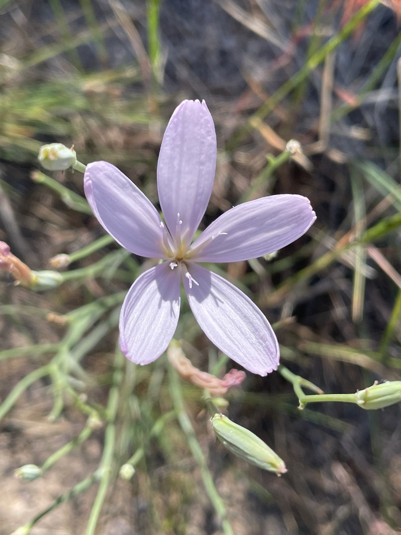 Antelope Island Skeletonplant