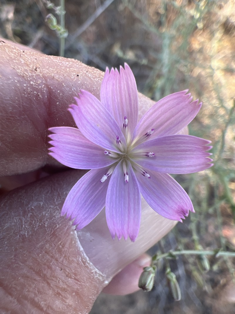 Antelope Island Skeletonplant photo 3