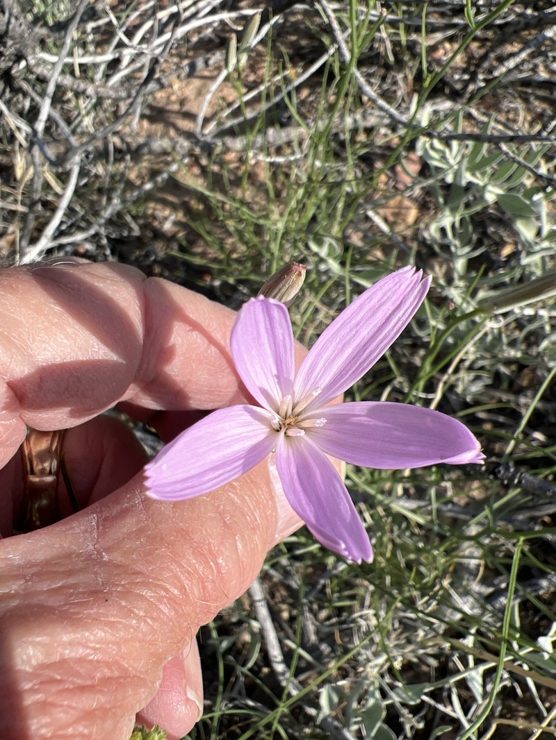 Antelope Island Skeletonplant photo 4