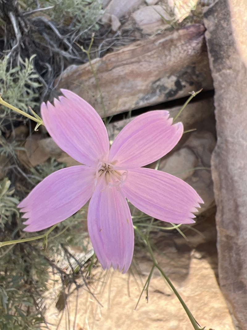 Antelope Island Skeletonplant photo 6
