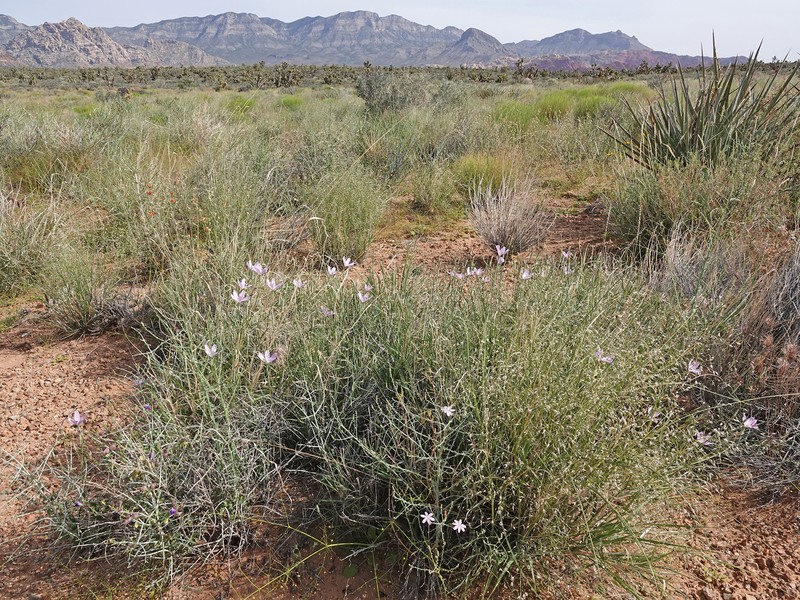 Antelope Island Skeletonplant photo 7