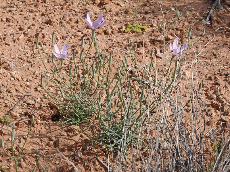 Antelope Island Skeletonplant photo 8