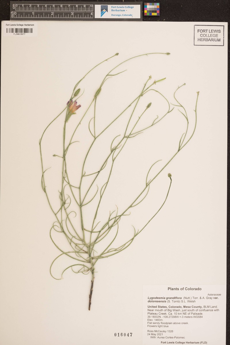 Dolores River Skeletonplant photo 4