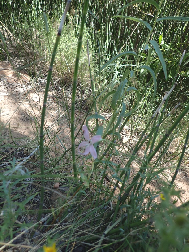 Dolores River Skeletonplant photo 5