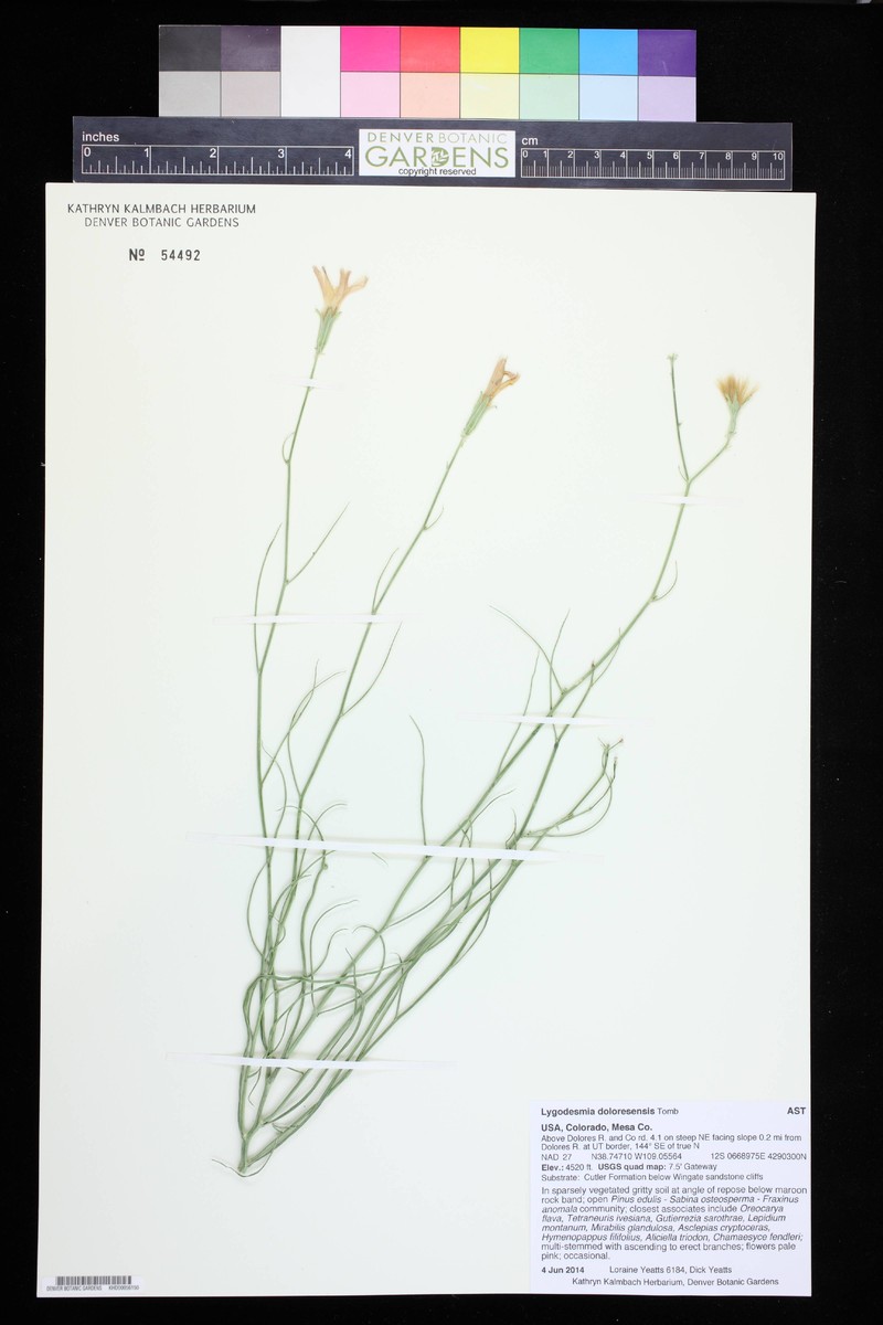 Dolores River Skeletonplant photo 6