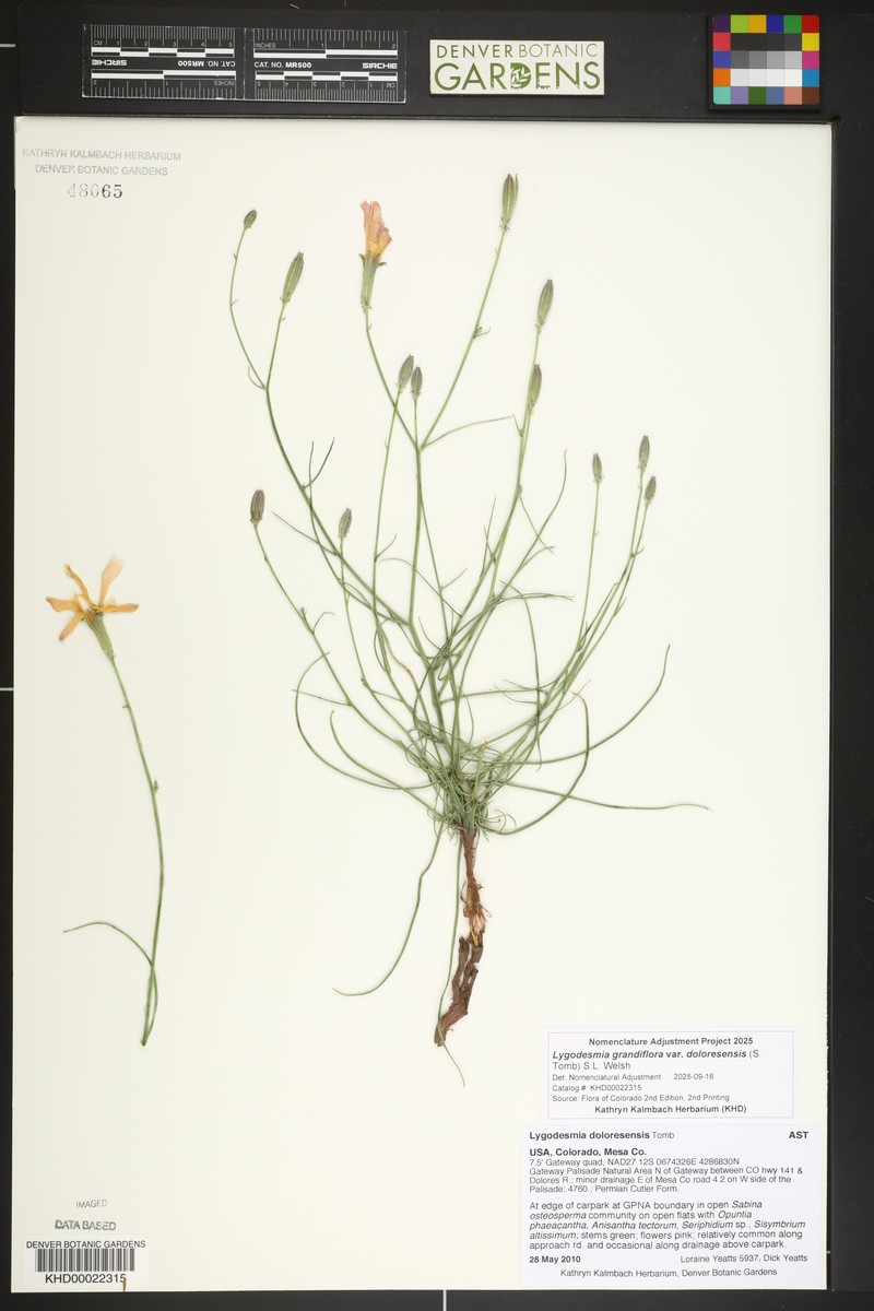 Dolores River Skeletonplant photo 7