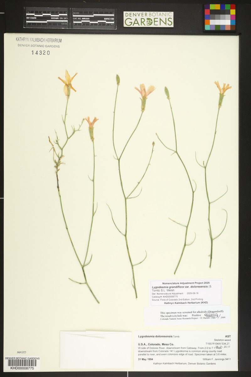 Dolores River Skeletonplant photo 8