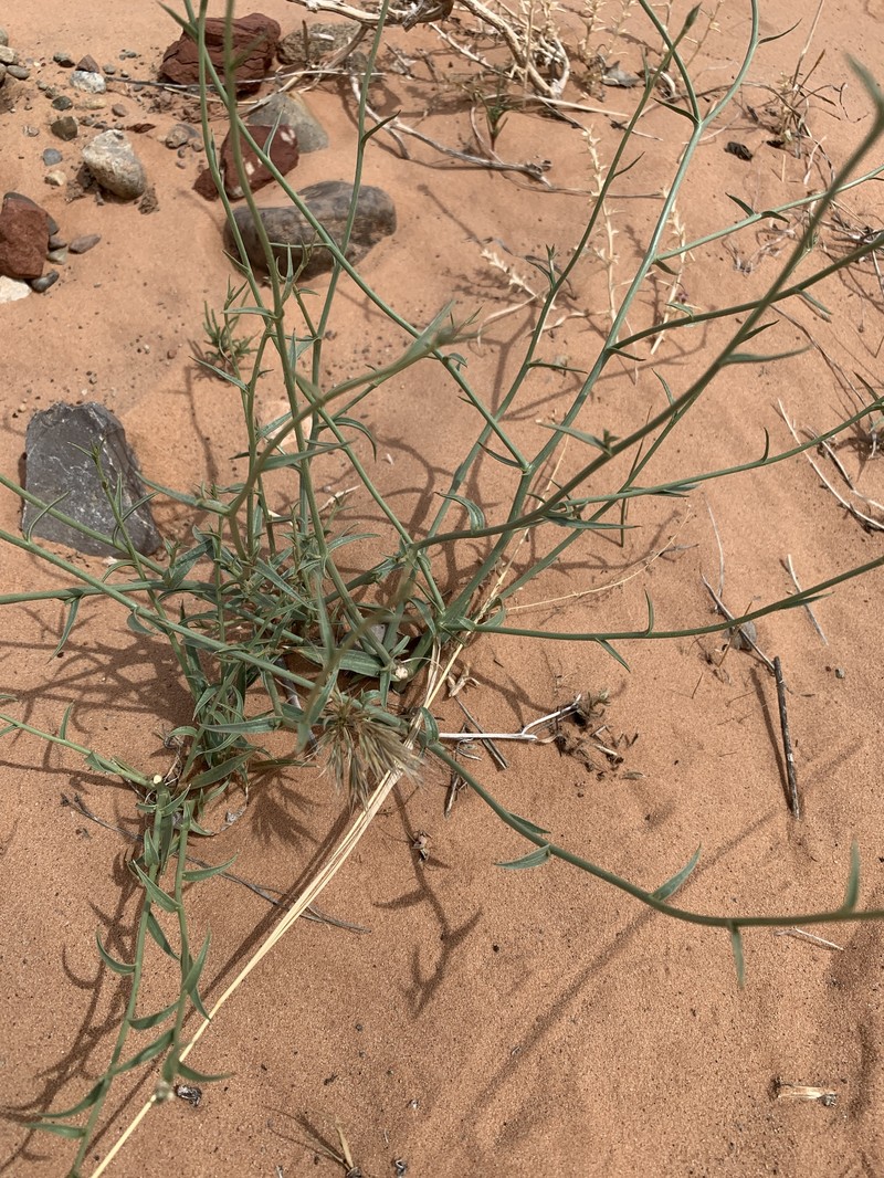 Rushpink Skeletonplant