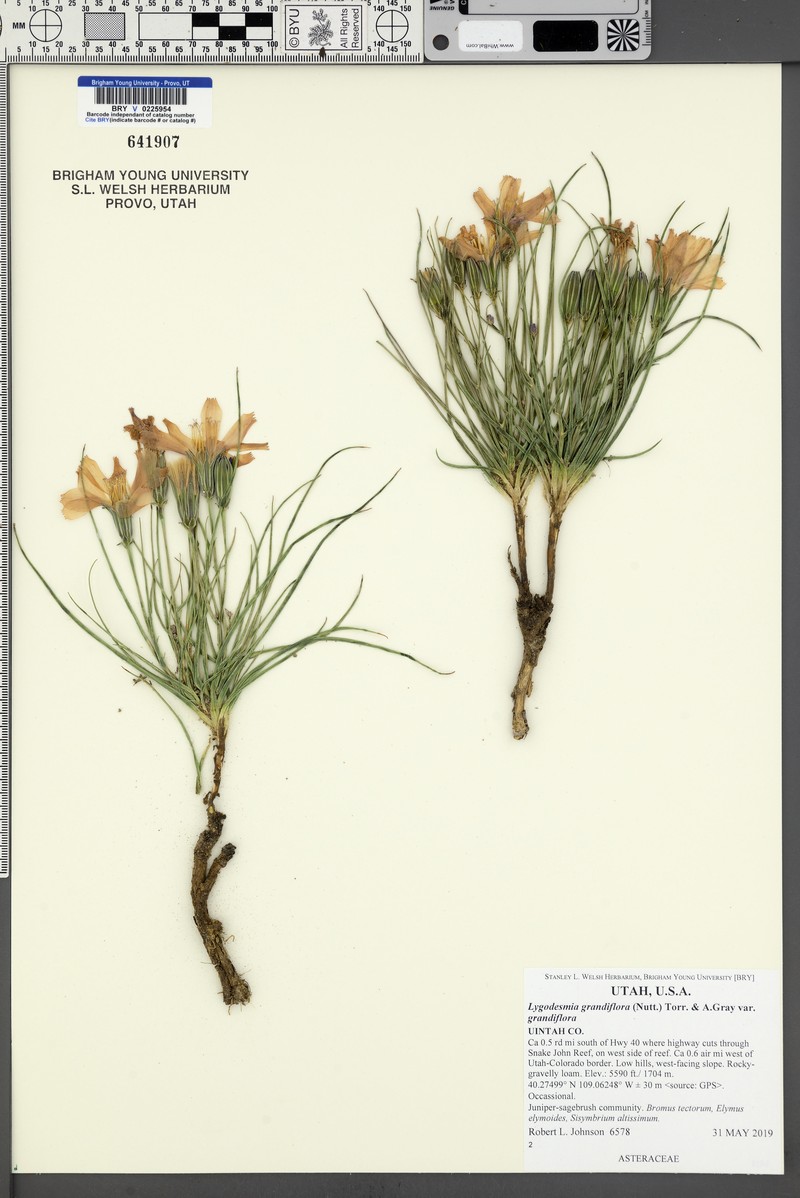 Lygodesmia grandiflora var. grandiflora
