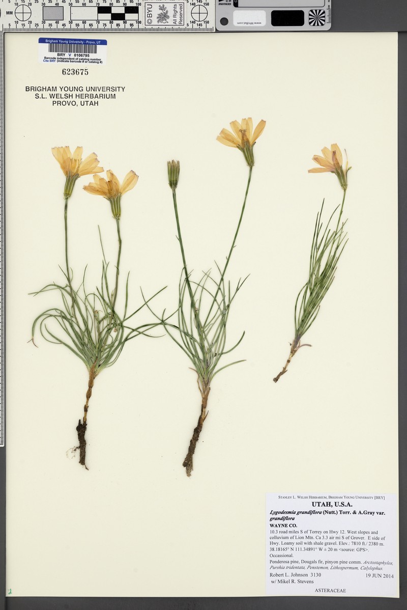 Lygodesmia grandiflora var. grandiflora photo 2