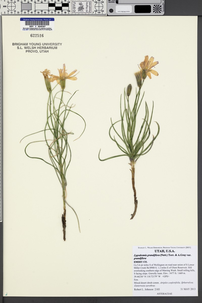 Lygodesmia grandiflora var. grandiflora photo 3