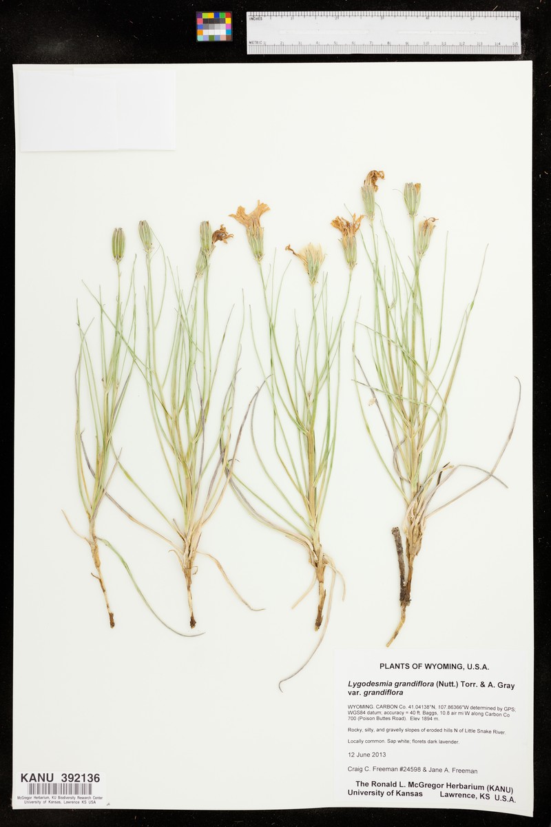 Lygodesmia grandiflora var. grandiflora photo 4