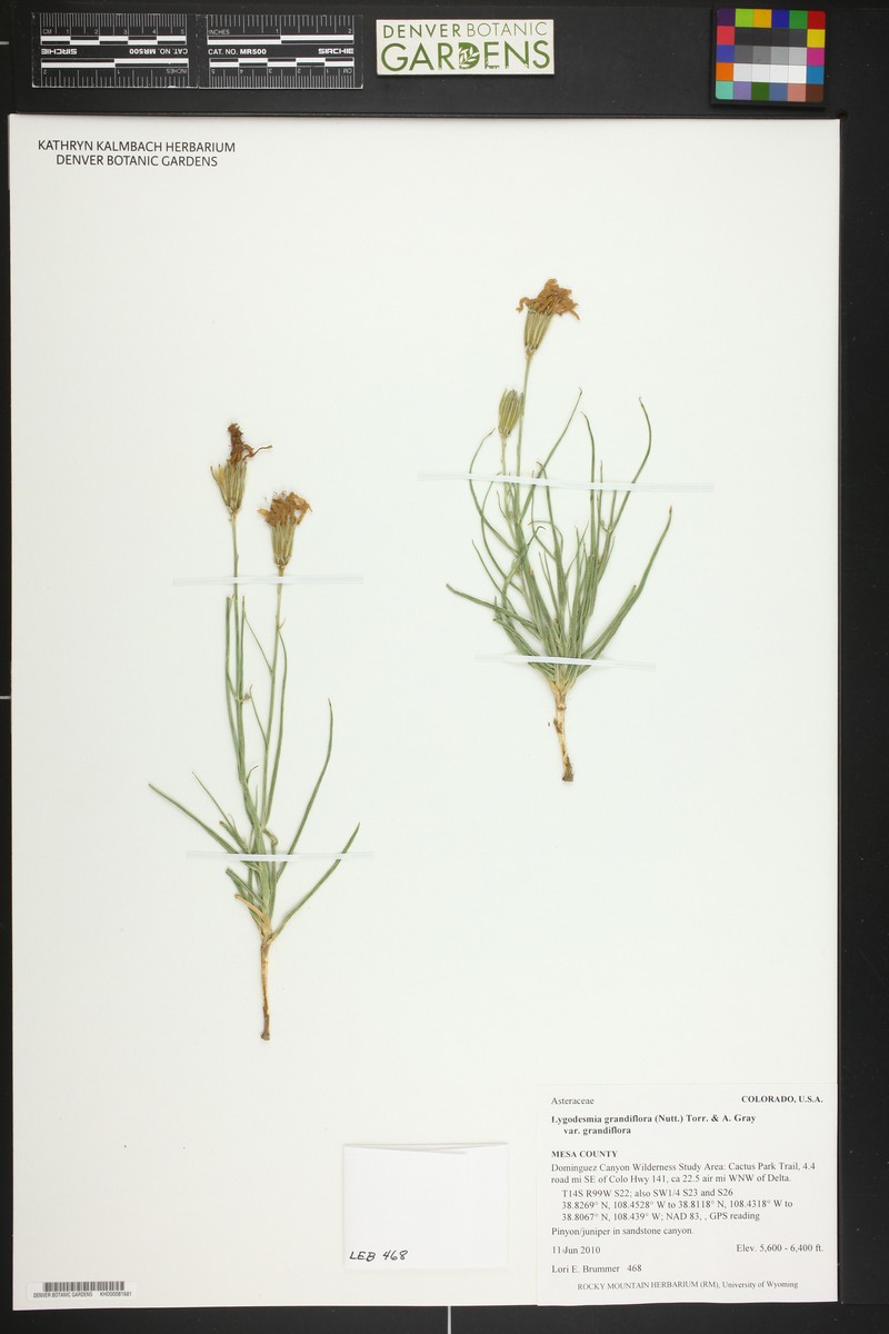 Lygodesmia grandiflora var. grandiflora photo 5