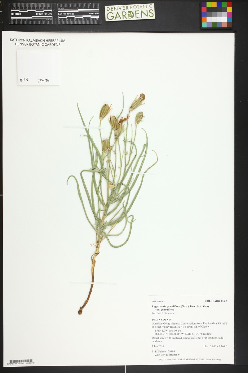 Lygodesmia grandiflora var. grandiflora photo 6