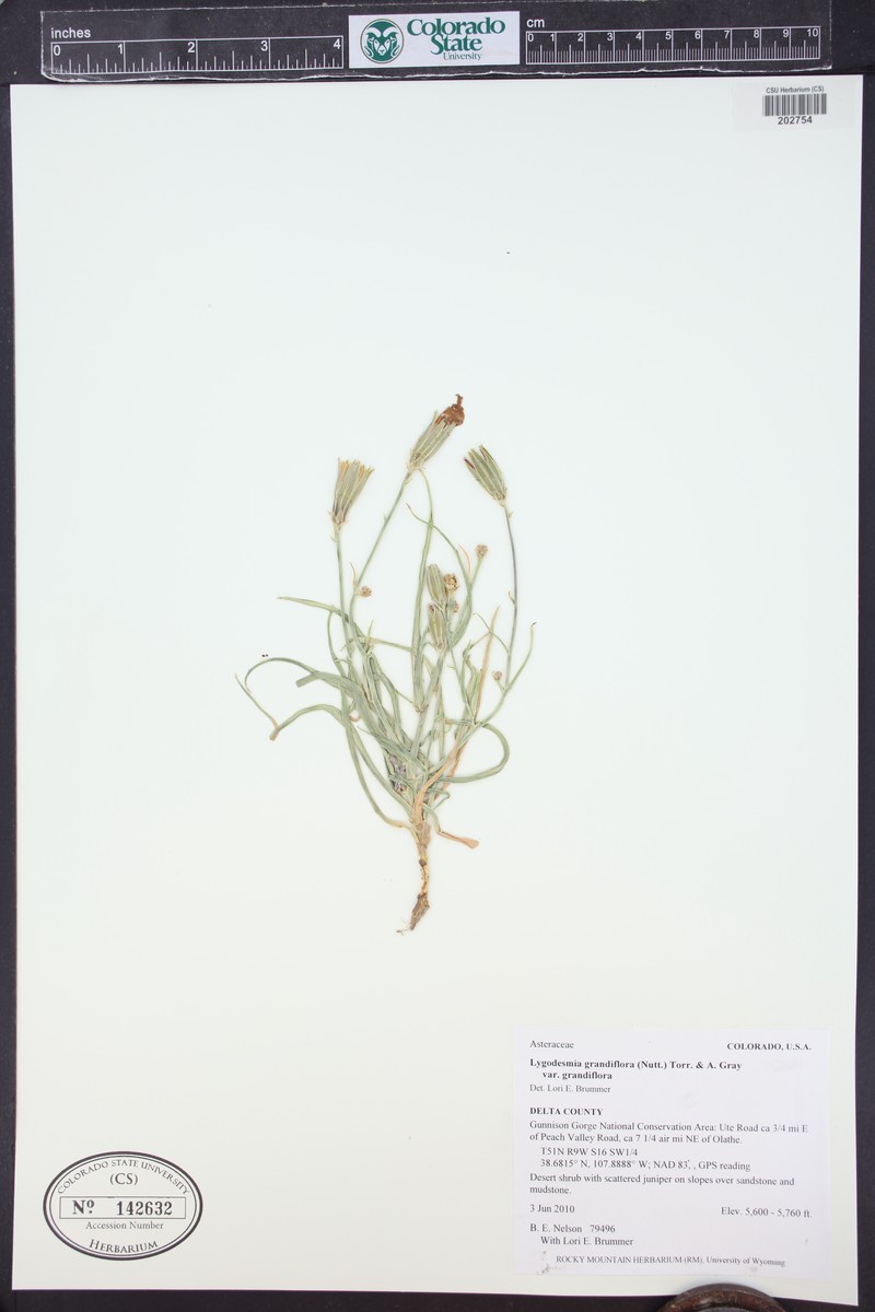 Lygodesmia grandiflora var. grandiflora photo 7