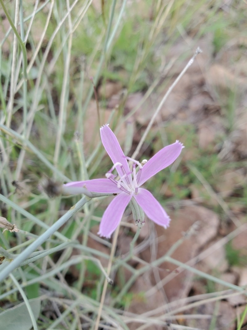 Pecos River Skeletonplant