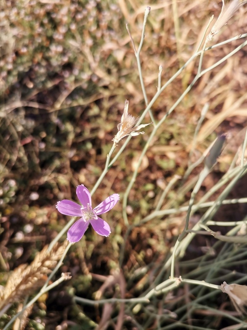 Pecos River Skeletonplant photo 4