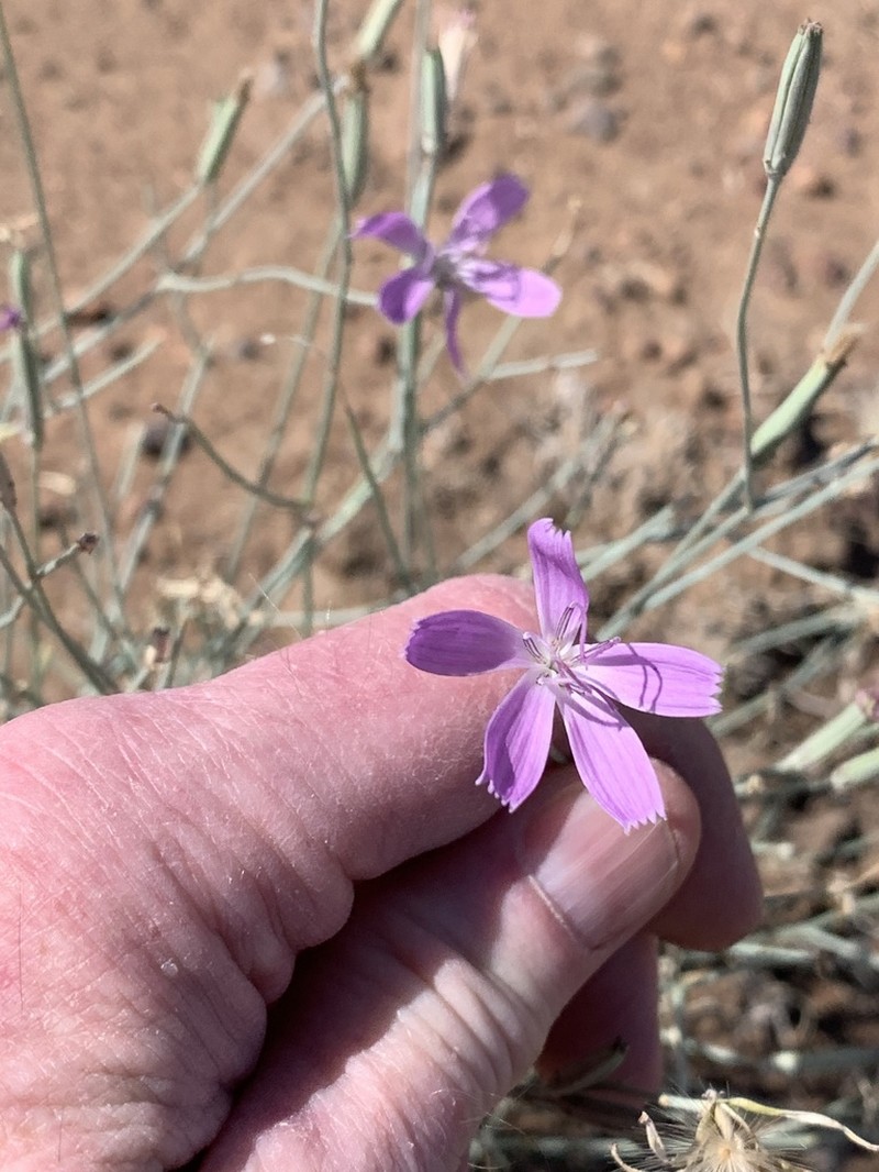 Pecos River Skeletonplant photo 5