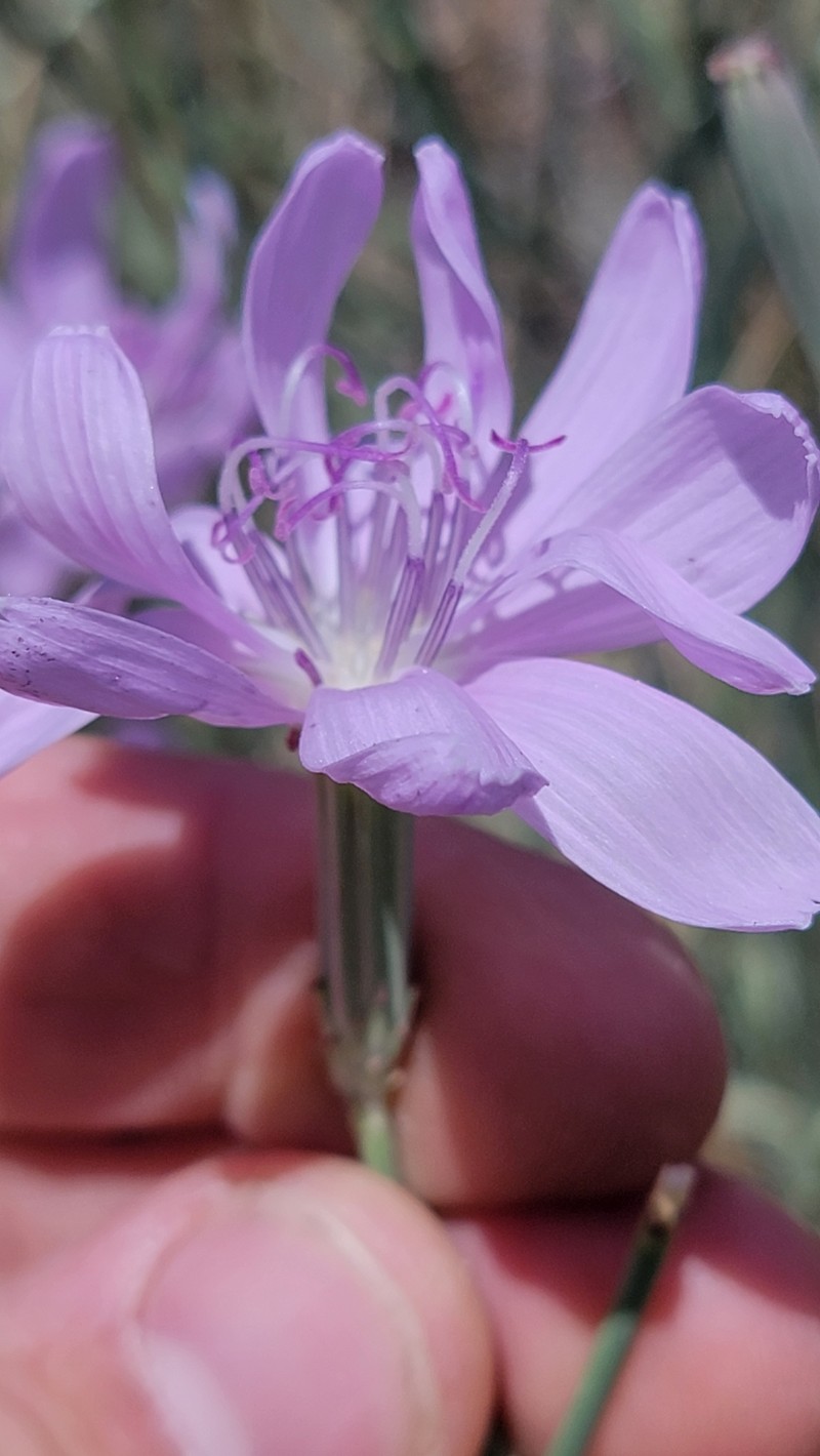 Pecos River Skeletonplant photo 6