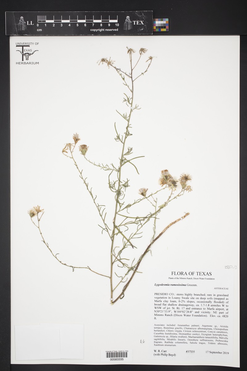 Pecos River Skeletonplant photo 8