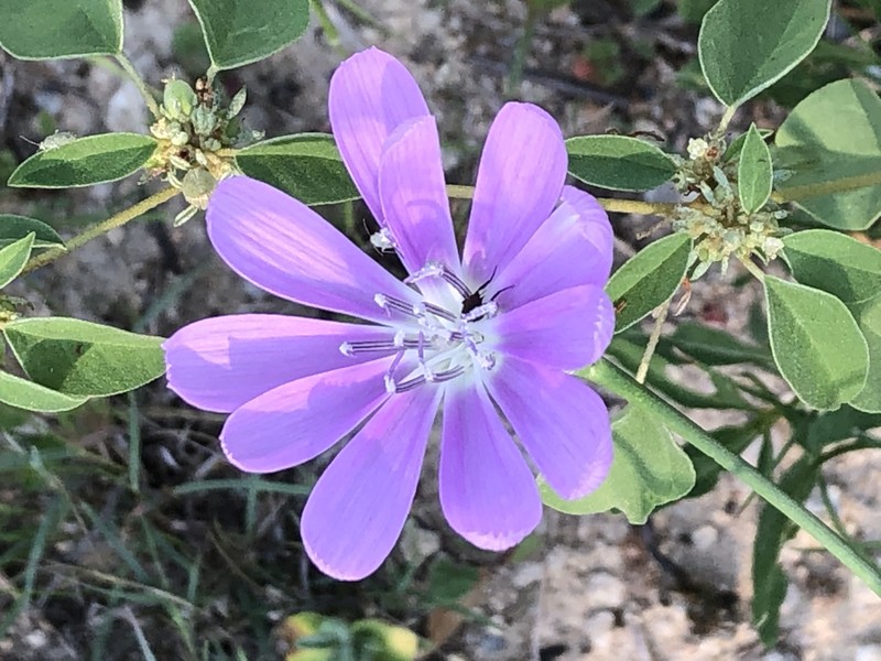 Texas Skeletonplant