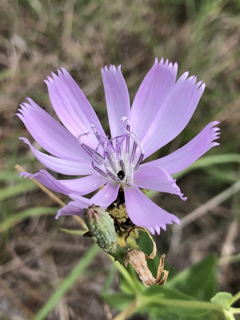 Texas Skeletonplant photo 3