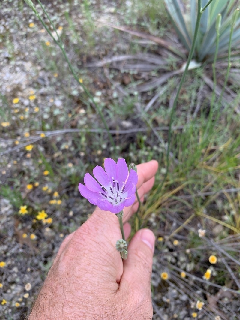 Texas Skeletonplant photo 4